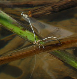 Witte breedschenen, ei-afzetten