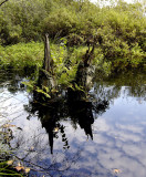 Hoogveen moeras , Drenthe