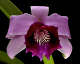 Cattleya dayana