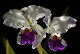 Cattleya lueddemaniana semi-alba var. stanleyi botanic , rare