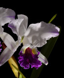 Cattleya lueddemaniana semi-alba var. stanleyi  botanic , rare