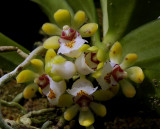 Gastrochilus japonicus, flowers 1 cm