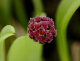 Platystele umbellata, flowers 1 mm