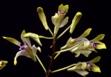 Dendrobium canaliculatum, Papua new G.