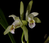 Cattleya mooreana, botanic, flowers 6 cm