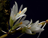Dendrobium bracteosum ,  alba , 4 cm