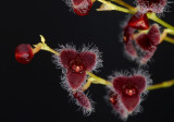 Stelis eublepharis, flowers 7-8 mm, Brasil