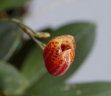 Scaphosepalum ovulare, 4mm