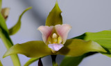 Lycaste schilleriana, flower 8 cm