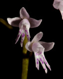 Stenoglottis fimbriata,  flower 7-8 mm