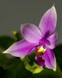 Phalaenopsis violacea, 4 cm