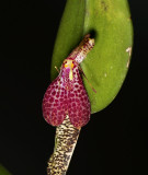 Restrepia echo