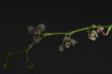 Stelis sp.  flowers  2 mm