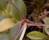 Bulbophyllum alticola, close