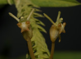 Liparis disticha, 1 cm