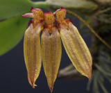Bulbophyllum longiflorum, flowers 7-10 cm , very variable species