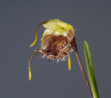 Masdevallia erinacea, flower 1.5 cm