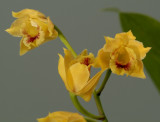 Stenocoryne vitellina, flowers 2 cm