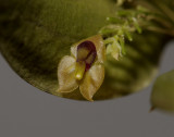 Lepanthes sp. flower 6 mm