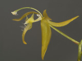Polycygnus sp.  3 cm, swan orchid