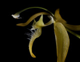 Polycygnus sp. flower 3 cm,   'swan orchid'