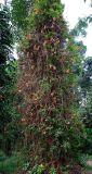 Cannonball tree - Couroupita Guianensis