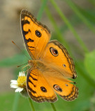 Peacock Pansy