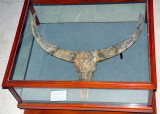 Display in Sangiran Museum