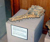 Display in Sangiran Museum