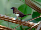 Javan Munia