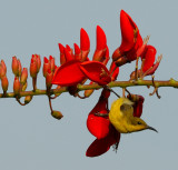 Female Olive-Backed Sunbird