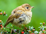 Juvenile Robin