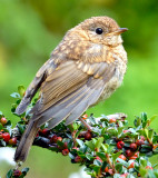 Juvenile Robin