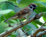 Tree Sparrow