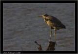 evening heron.jpg