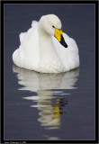 whooper swan