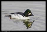 Goldeneye