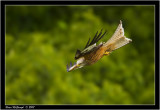 red kite.jpg