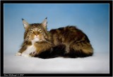 maine coon