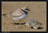 Ringed Plover.jpg