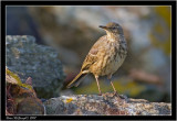 Rock Pipit