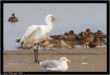 Spoonbill Hayle.jpg