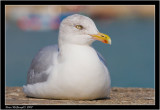 Herring Gull.jpg