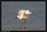 Spoonbill