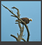 Bald Eagle