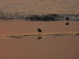 Shorebirds 6