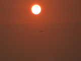 Gull in the Sun