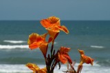 Ocean Flowers