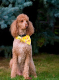 Poodle_4361.jpg