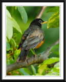 American Robin